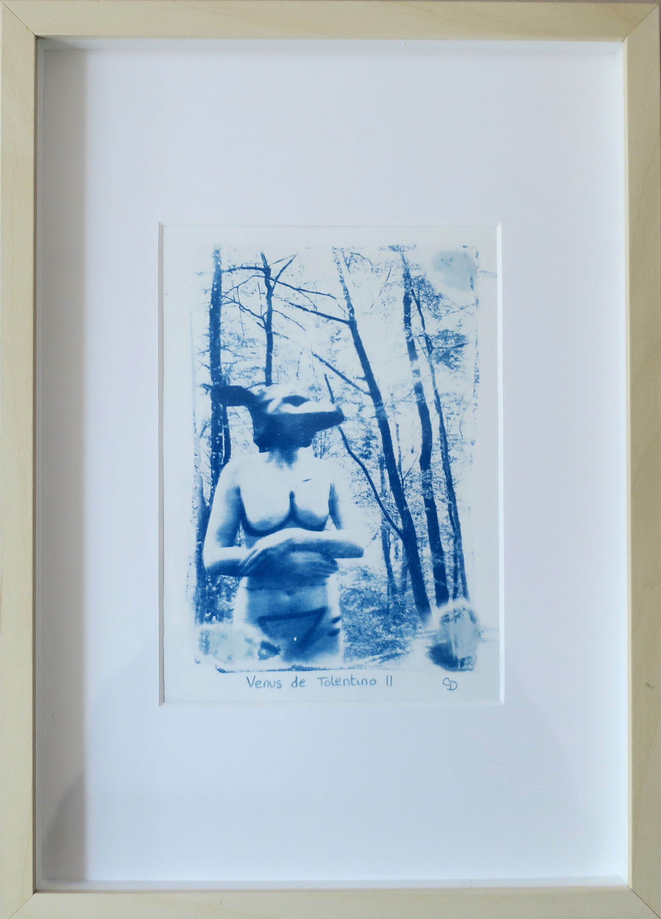 Cyanotype de Claudia Dapino