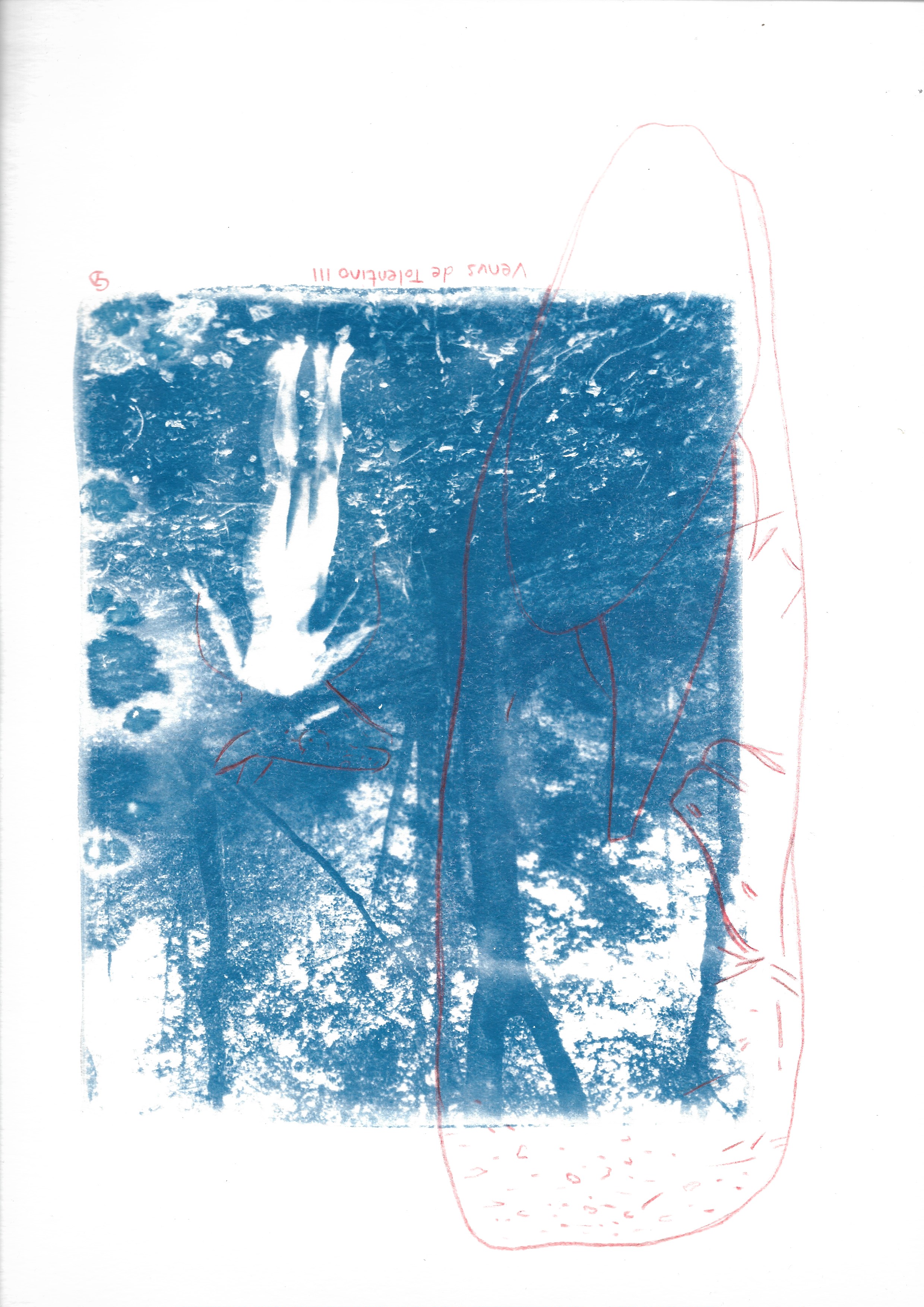 Cyanotype de Claudia Dapino